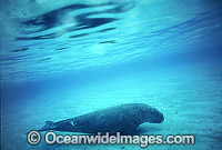 Dugong (Dugong dugon). Also known as Sea Cow. Indo-Pacific. Classified Vulnerable on the IUCN Red List. Now a Protected species.