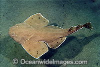 Australian Angel Shark (Squatina australis). Also known as Angelshark and Monkfish. Southern Australia