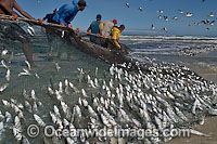 Local fisherman haul in a beach seine net. Photo taken in False Bay, South Africa