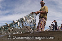 Local fisherman haul in a beach seine net. Photo taken in False Bay, South Africa