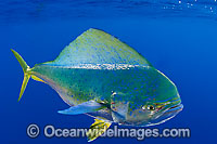 Dolphinfish (Coryphaena hippurus). Also known as Mahi mahi and Dorado. Found throughout the world in tropical and sub-tropical seas. A commercially sought after fish.