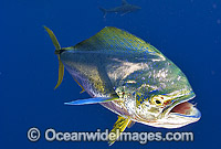 Dolphinfish (Coryphaena hippurus). Also known as Mahi mahi and Dorado. Found throughout the world in tropical and sub-tropical seas. A commercially sought after fish.
