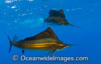 Atlantic Sailfish (Istiophorus albicans). Also known as Billfish. Found in the Atlantic Oceans and the Caribbean Sea.