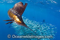 Atlantic Sailfish (Istiophorus albicans) feeding on schooling Sardines. Also known as Billfish. Found in the Atlantic Oceans and the Caribbean Sea.