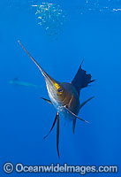 Atlantic Sailfish (Istiophorus albicans) feeding on schooling Sardines. Also known as Billfish. Found in the Atlantic Oceans and the Caribbean Sea.