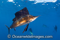 Atlantic Sailfish (Istiophorus albicans). Also known as Billfish. Found in the Atlantic Oceans and the Caribbean Sea.