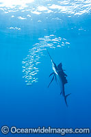Atlantic Sailfish (Istiophorus albicans) feeding on schooling Sardines at Sardine Run, South Africa. Also known as Billfish. Found in the Atlantic Oceans and the Caribbean Sea.