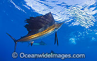 Atlantic Sailfish (Istiophorus albicans) feeding on schooling Sardines at Sardine Run, South Africa. Also known as Billfish. Found in the Atlantic Oceans and the Caribbean Sea.