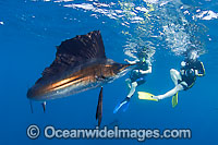 Snorkel divers observing Atlantic Sailfish (Istiophorus albicans) feeding on schooling Sardines at Sardine Run, South Africa. Also known as Billfish. Found in the Atlantic Oceans and the Caribbean Sea.