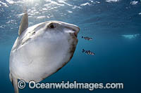 Ocean Sunfish (Mola mola). Found in tropical and temperate waters worldwide. Photo taken off Cape Point, South Africa. Within the Coral Triangle.