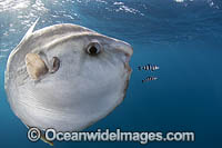 Ocean Sunfish (Mola mola). Found in tropical and temperate waters worldwide. Photo taken off Cape Point, South Africa. Within the Coral Triangle.