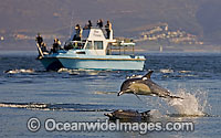 Short-beaked Common Dolphin (Delphinus delphis) with tourist boat. Found in warm-temperate and tropical seas throughout the world. Photo taken at Cape Town, South Africa