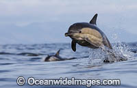 Common Dolphin (Delphinus capensis). False Bay, South Africa. Found in warm-temperate and tropical seas throughout the world.