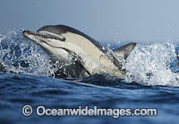 Common Dolphin (Delphinus capensis). False Bay, South Africa. Found in warm-temperate and tropical seas throughout the world.