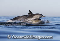 Common Dolphin (Delphinus capensis), mother with calf. False Bay, South Africa. Found in warm-temperate and tropical seas throughout the world.