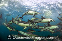 Common Dolphin (Delphinus capensis), feeding on sardine. Sardine Run, East London, South Africa. Found in warm-temperate and tropical seas throughout the world.