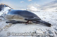 Common Dolphin (Delphinus capensis), killed by fishing line entanglement. False Bay, South Africa. Found in warm-temperate and tropical seas throughout the world.