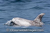 Risso's Dolphin (Grampus griseus). Found world wide in tropical and temperate seas, usually in deep water close to the continental slope rather than close to land. Photo taken at Cape Point, South Africa