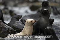 Leucistic Antarctic Fur Seal (Arctocephalus gazella). South Georgia, South Atlantic Ocean.