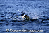 Rare pictures of a bull Cape Fur Seal (Arctocephalus pusillus pusillus) predating on a Blue Shark (Prionace glauca). This behaviour has never before been documented. Off False Bay, South Africa. Sequence - 1a