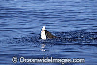 Rare pictures of a bull Cape Fur Seal (Arctocephalus pusillus pusillus) predating on a Blue Shark (Prionace glauca). This behaviour has never before been documented. Off False Bay, South Africa. Sequence - 1b