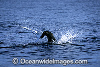 Rare pictures of a bull Cape Fur Seal (Arctocephalus pusillus pusillus) predating on a Blue Shark (Prionace glauca). This behaviour has never before been documented. Off False Bay, South Africa. Sequence - 1e