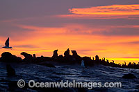 Cape Fur Seal (Arctocephalus pusillus pusillus) colony at sunset. Seal Island, False Bay, South Africa