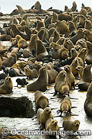 Cape Fur Seal (Arctocephalus pusillus pusillus) colony. Seal Island, False Bay, South Africa
