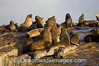 Cape Fur Seal (Arctocephalus pusillus pusillus) colony. Seal Island, False Bay, South Africa