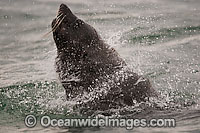 Cape Fur Seal (Arctocephalus pusillus pusillus). Seal Island, False Bay, South Africa