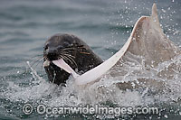 Cape Fur Seal (Arctocephalus pusillus pusillus) feeding on a captured Spearnose Skate (Raja alba). Seal Island, False Bay, South Africa