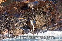 Cape Fur Seal (Arctocephalus pusillus pusillus) feeding on a captured bottom dwelling shark. Seal Island, False Bay, South Africa