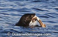 Cape Fur Seal (Arctocephalus pusillus), feeding on Striped Catshark (Poroderma africanum). False Bay, Cape Town, South Africa.