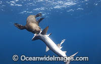 Cape Fur Seal (Arctocephalus pusillus), predation on Blue Shark (Prionace glauca). Cape Point, South Africa.