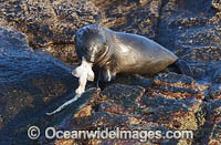 Cape Fur Seal (Arctocephalus pusillus), feeding on Puffadder Shyshark (Haploblepharus edwardsii). False Bay, Cape Town, South Africa.