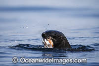 Cape Fur Seal (Arctocephalus pusillus), feeding on Octopus. False Bay, Cape Town, South Africa.