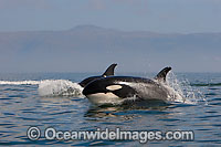 Orcas, or Killer Whales (Orcinus orca). Photo taken off Cape Point, South Africa. Classified Lower Risk on the IUCN Red List.