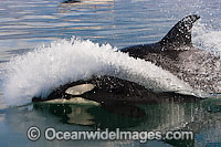 Orca, or Killer Whale (Orcinus orca). Photo taken off Cape Point, South Africa. Classified Lower Risk on the IUCN Red List.