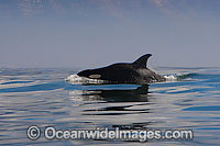 Orca, or Killer Whale (Orcinus orca). Photo taken off Cape Point, South Africa. Classified Lower Risk on the IUCN Red List.