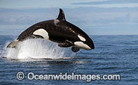 Orca, or Killer Whale (Orcinus orca), breaching on the surface. Photo was taken off Cape Point, South Africa. Classified Lower Risk on the IUCN Red List.