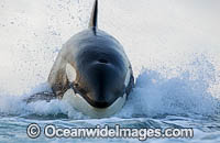 Orca, or Killer Whale (Orcinus orca), breaching whilst hunting dolphin. Photo was taken in False Bay, South Africa. Classified Lower Risk on the IUCN Red List.