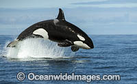 Orca, or Killer Whale (Orcinus orca), breaching whilst hunting dolphin. Photo was taken in False Bay, South Africa. Classified Lower Risk on the IUCN Red List.