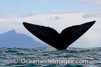 Southern Right Whale (Eubalaena australis) showing tail fluke on the surface. Photo taken in False Bay, South Africa. Classified Vulnerable on the IUCN Red List.