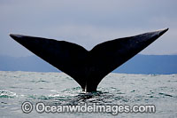 Southern Right Whale (Eubalaena australis) showing tail fluke on the surface. Photo taken in False Bay, South Africa. Classified Vulnerable on the IUCN Red List.