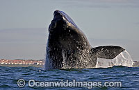 Southern Right Whale (Eubalaena australis) breaching on the surface. Photo taken in False Bay, South Africa. Classified Vulnerable on the IUCN Red List.