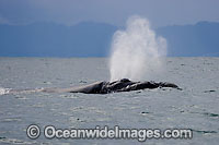 Southern Right Whale (Eubalaena australis) on surface expelling air from blowhole. Photo taken in False Bay, South Africa. Classified Vulnerable on the IUCN Red List.