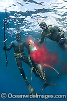 Spearfishermen with a speared Yellowfin Tuna (Thunnus albacares). Photo taken off Cape Point, South Africa