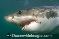 Great White Shark (Carcharodon carcharias), with a stainless steel fishing hook in its mouth. Photo taken in False Bay, South Africa