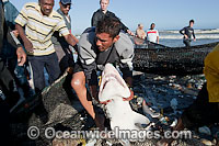 Local fisherman releasing a Ragged-tooth Shark (Carcharias taurus), also known as Sand Tiger Shark and Grey Nurse Shark, from a beach seine net. Photo taken in False Bay, South Africa