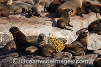 Cape Fur Seal (Arctocephalus pusillus pusillus), caught in trawl netting. Photo taken at Seal Island, False Bay, South Africa
